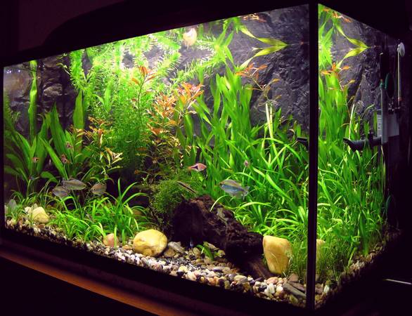 I Buy and Remove Your Complete Aquarium Systems (Saint Louis)