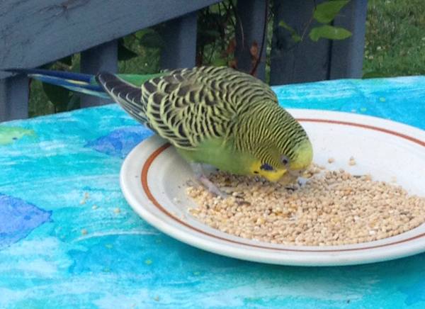 I Found A Common yellow, green and blue parakeet (Jacques Lane)