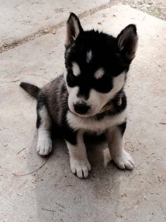 I have a 15 weeks old pure bred siberian husky