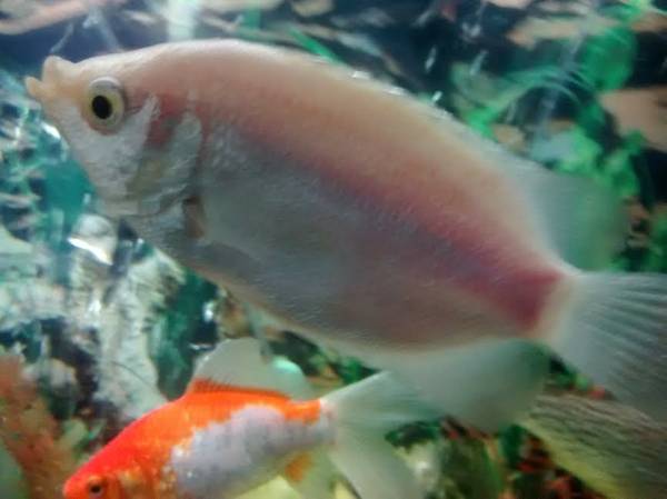 I have a Pink Kissing Gourami that needs a new home (Cladwell)