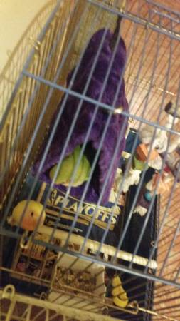 I have green lovebird (United States)