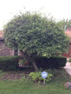 I need a tree trimmed (Oak Brook)