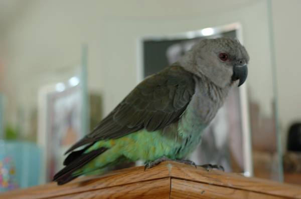 IM NOT GIVING UP ON RANDY GREEN AND GREY RED BELLIED PARROT (Santa Monica)