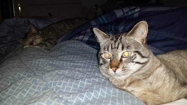 In need of Foster Care for Cats (Council Bluffs)