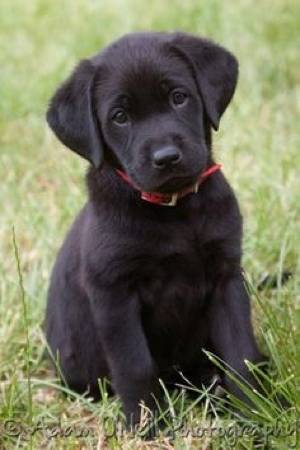In search of lab puppy (Kennewick)