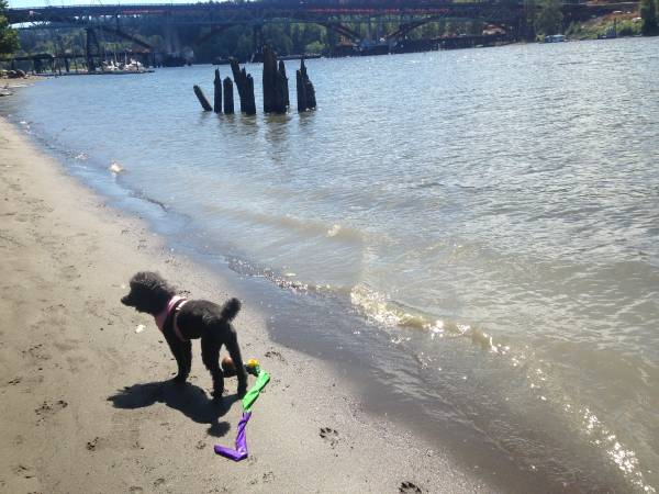 INSURED Daycare and Walks References (Portland)