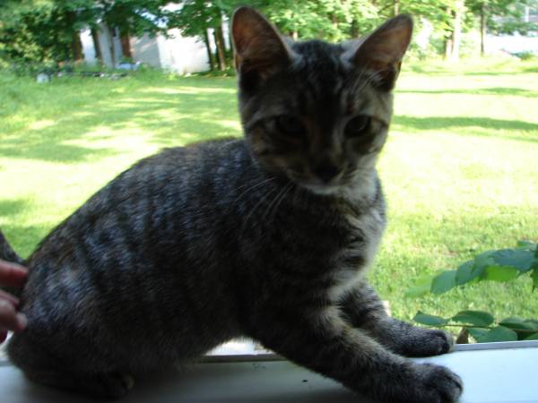 Intelligent, active, playful kitten in need of an affectionate home. (Pownal)