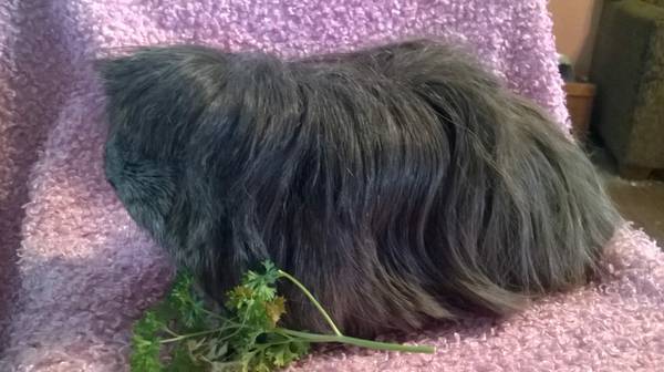 Itty Bitty, Curly Wurly guinea pig babies