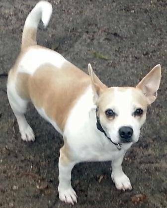 Jack, adorable corgichihuahua mix (Raleigh)