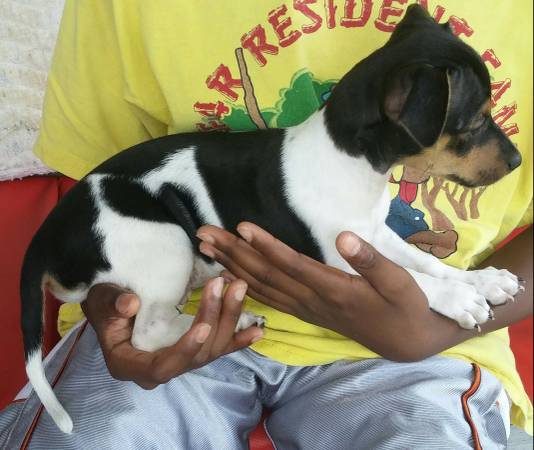 Jack Russell Puppies (Liberty)