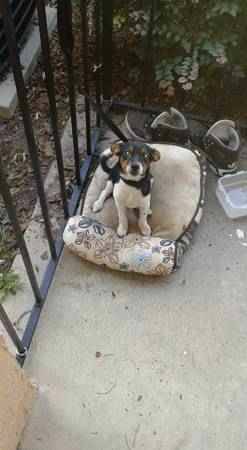 Jack Russell Terrier needs a new home (metrowest)