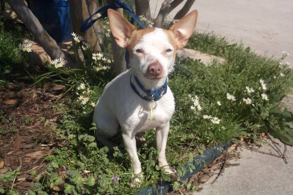 Jagger needs a home (north fort worth)