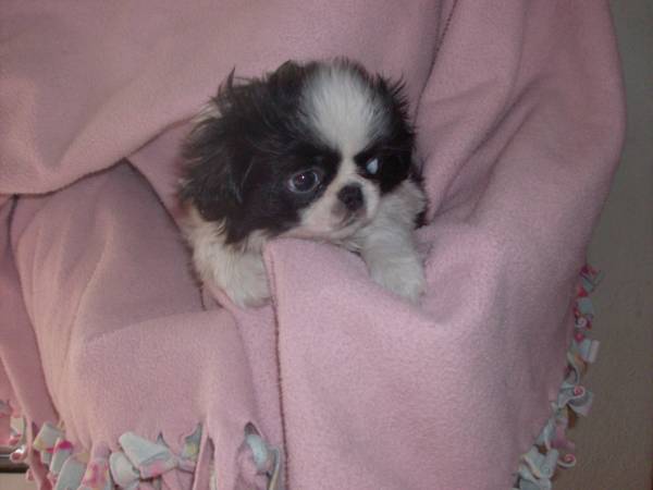 Japanese chin puppy (philip)