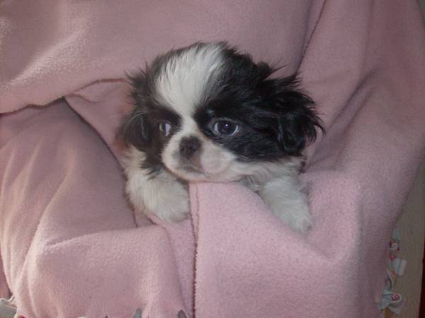 Japanese chin puppy (rapid city)