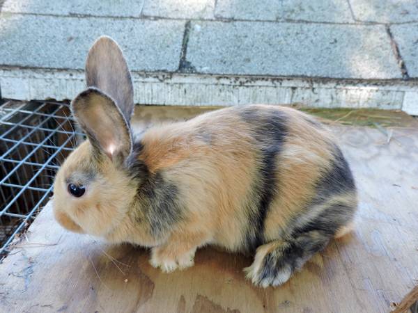 Japanese harlequin baby bunny rabbit boy (Chesterfield nj)