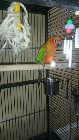 Jenday conure (prov)