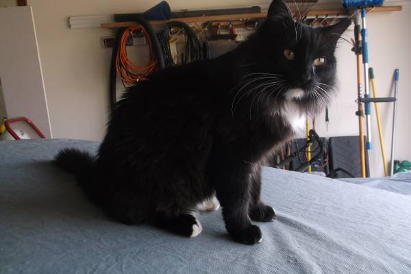 Jenny black and white tuxedo mane coon mix needs a home (north fort worth)