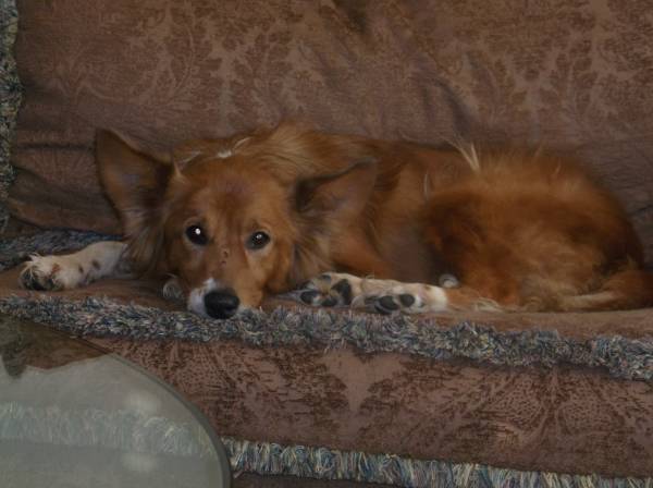 Jitterbug beautiful sheltie mix (north fort worth)