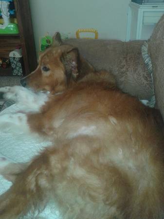 Jitterbug sheltie mix 9 years old (north fort worth)