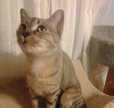Jujifruit amp Cherry adorable, bonded, young rescued cats (Melrose)
