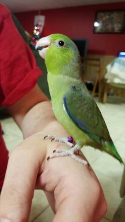 Just in Time for the Holidays (Parrotlet) (Dighton, MA)
