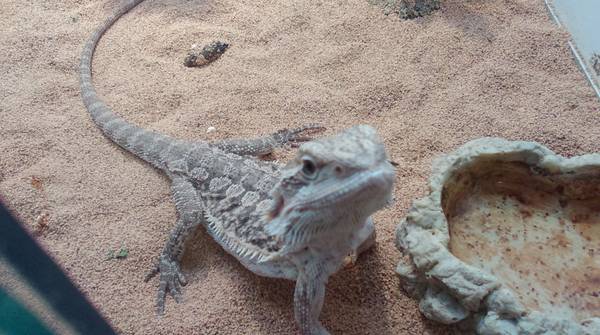 juvenile bearded dragon..male (royal palm beach)