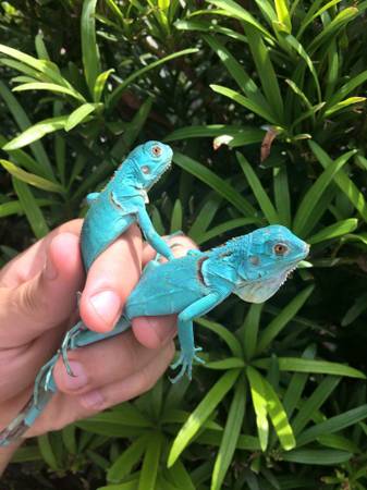 Juvi BLUE IGUANA (St Paul)