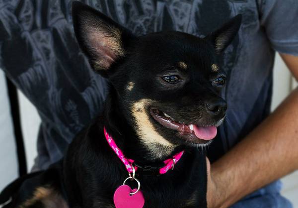 Kammie beautiful chihuahua mix needs a home (north fort worth)