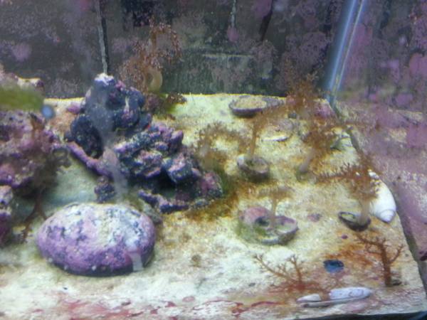 Kenya tree coral frags