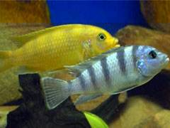 Kenyi Cichlids (Oak Creek)