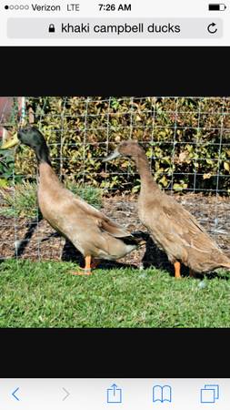 Khaki Campbell Ducks