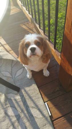 King Charles Cavalier Spaniel (North Kansas City)