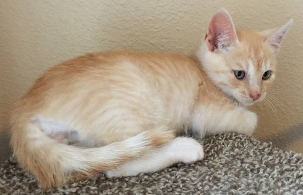 KITTEN adopt Mango strawberry blond (Meridian)