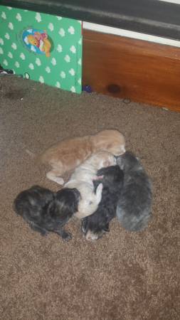 kitten adoption (lorain)