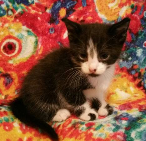 Kitten black and white (Cleveland west)