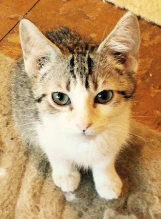 Kitten for adoption (Cleveland West)