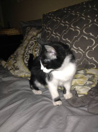 Kitten for adoption (College Park)