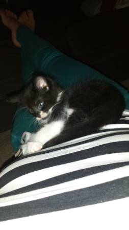 Kitten in need of forever home (New Britain)