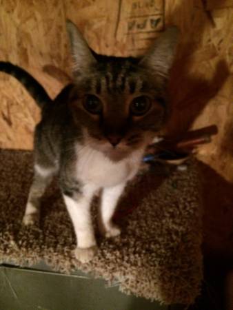 Kitten looking for a home (Balch springs)