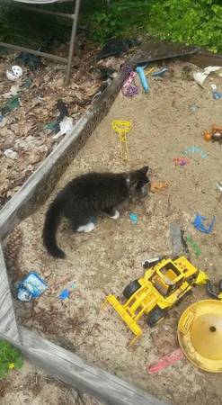 Kitten looking for a home (Pittsfield)