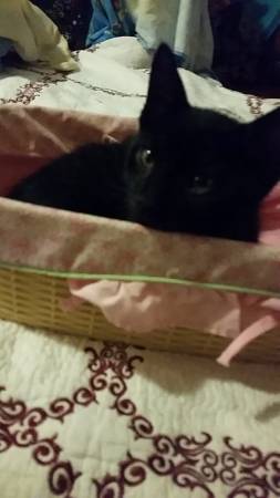 kitten needs a forever home (delaware)