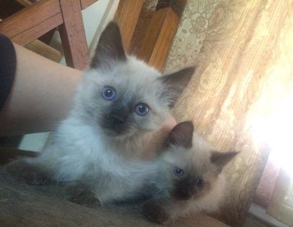 KITTENS 10 weeks old ready for homes (WASILLA)