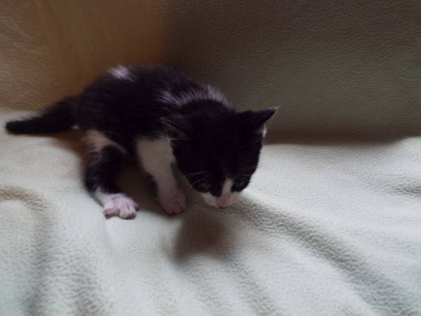 kittens 6 weeks old (commerce)