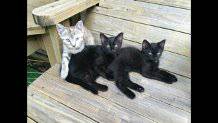 kittens and momma cat (ShawneeMerriam)
