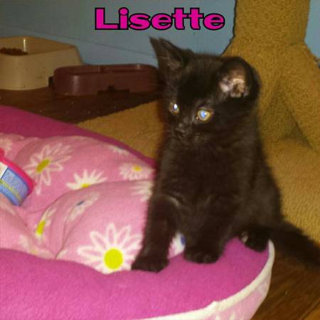 Kittens Available for Adoption through Lucky You Animal Rescue (Bensalem)