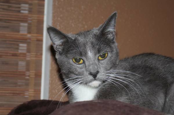 Kittens (black and white grey), with Rescue, Fenton MO