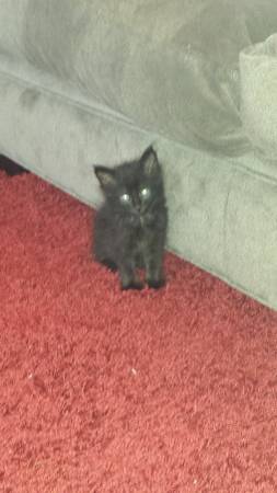 KITTENS.... BLACK... FEMALE (La Vergne)