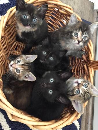 Kittens (Canby)