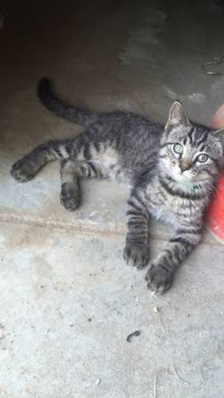 Kittens (Elgin)