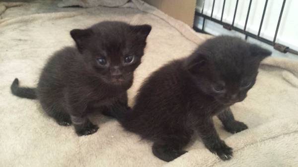 kittens for adoption (Gulfport)